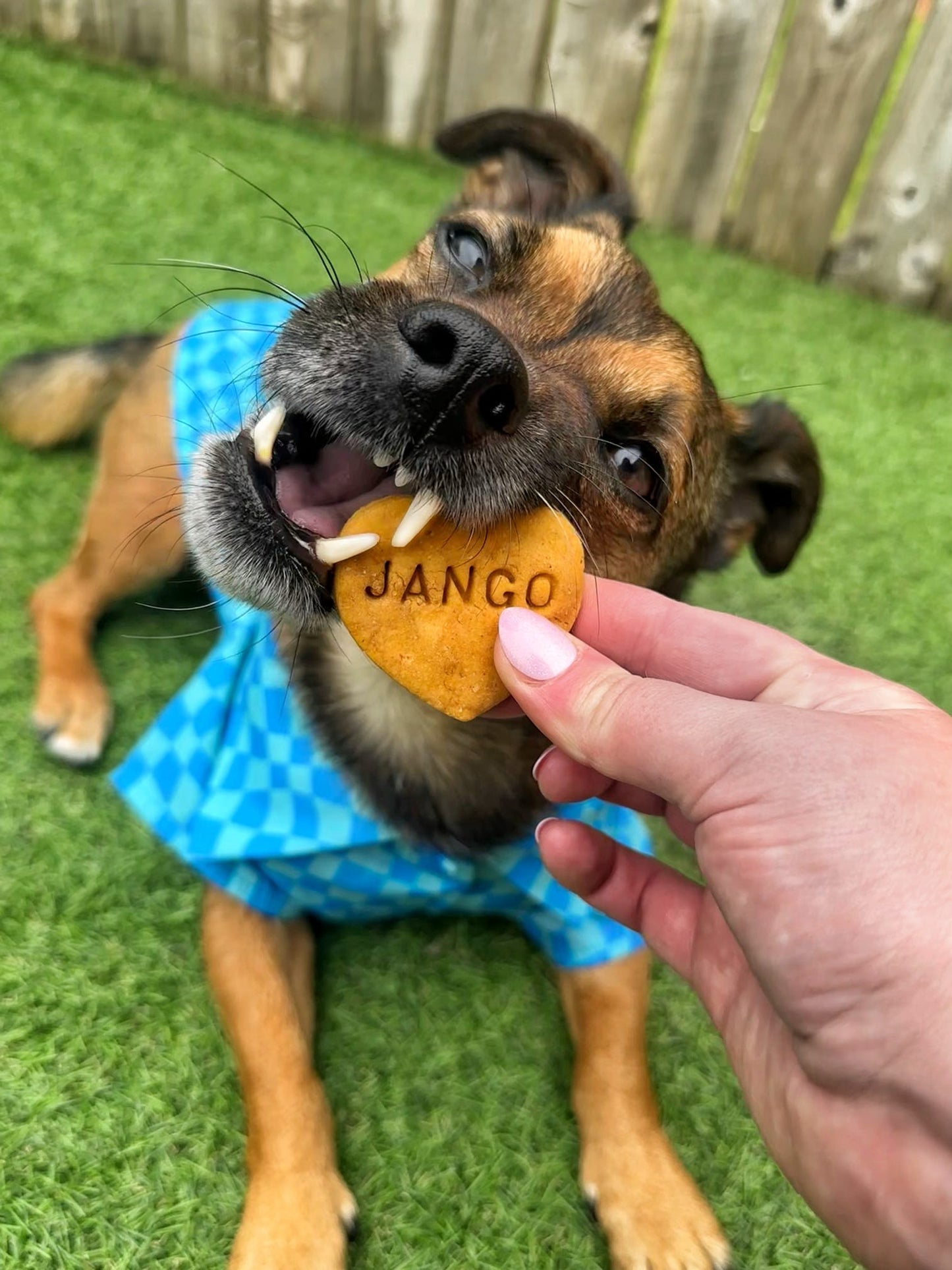 Personalised pawfect heart box