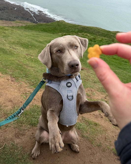 BIG Training Nibbles