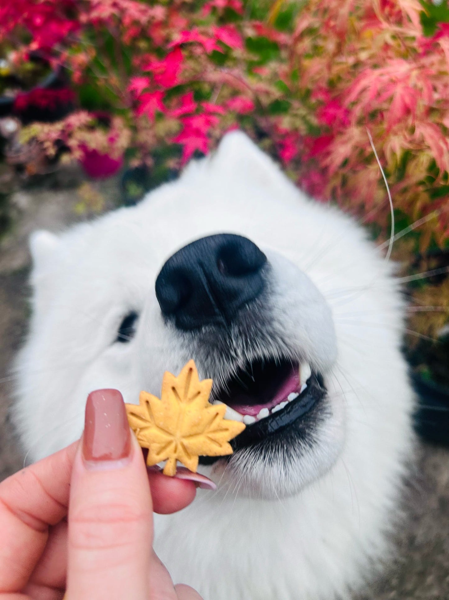 Forest friends